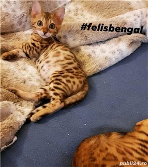 de vanzare pui pisica bengaleza bengal cat - imagine 5