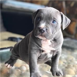 Vand catei amstaff blue 