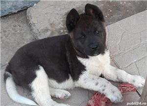 Vand pui akita american 