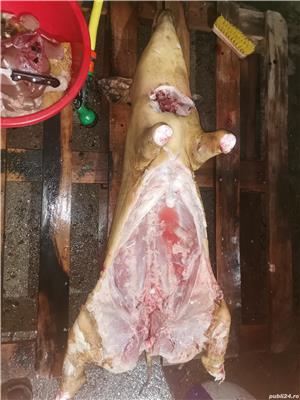 Porc rasa pura Mangalița  SACRIFIC  LA CERERE - imagine 2