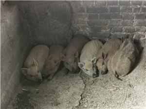 Porc rasa pura Mangalița  SACRIFIC  LA CERERE - imagine 3