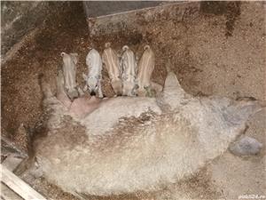 Porc rasa pura Mangalița  SACRIFIC  LA CERERE - imagine 4