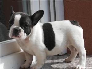 Vand bulldog buldog francez  - imagine 4