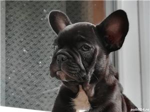 Vand bulldog buldog francez  - imagine 2