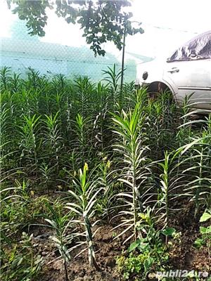 plante inpotriva cartitelor bio - imagine 6