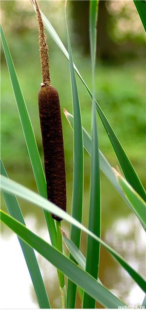 Papură la snopi/ mănunchi/ legătură