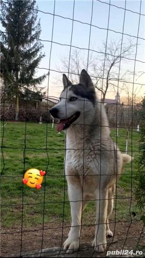  Mascul Husky pentru monta! - imagine 2