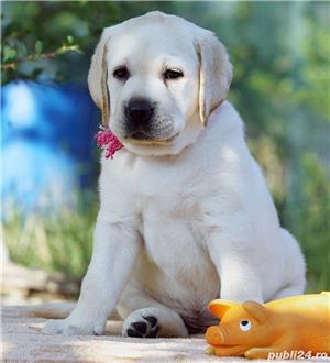 Labrador Retriever - cumpara in siguranta cu factura fiscala si garantie veterinara - imagine 1