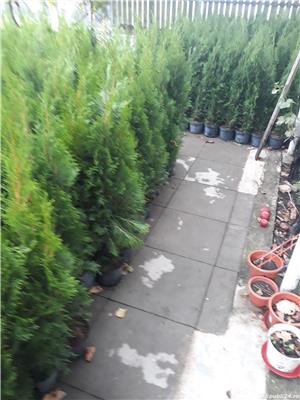 Tuia occidentalis Smaragd - imagine 2