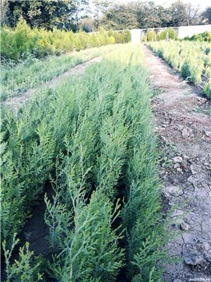 Tuia occidentalis Smaragd - imagine 6