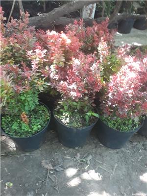 Tuia occidentalis Smaragd - imagine 5