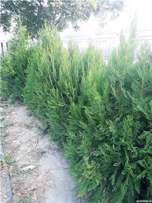 Tuia occidentalis Smaragd - imagine 8