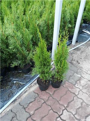 Tuia occidentalis Smaragd - imagine 9