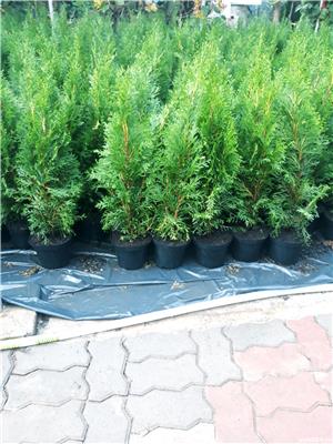 Tuia occidentalis Smaragd - imagine 7