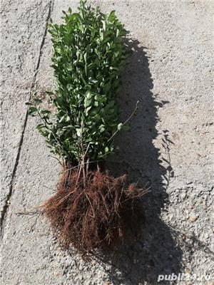 Lemn cainesc GARD VIU - imagine 2