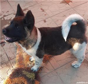 Akita american  - imagine 5 Akita american  - imagine 5
