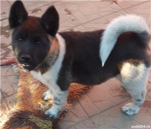 Akita american  - imagine 3 Akita american  - imagine 3