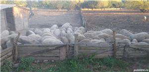 Mangalita cu Certificat de origine  - imagine 2