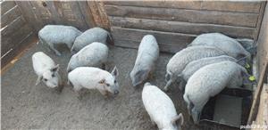 Mangalita cu Certificat de origine  - imagine 4