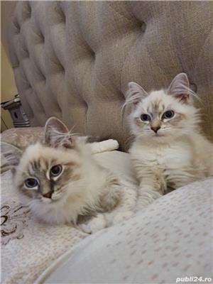 Pisica Neva Masquerada Siberian cu pedigree - imagine 6