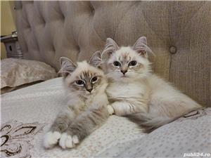 Pisica Neva Masquerada Siberian cu pedigree - imagine 3