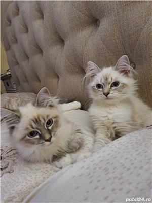 Pisica Neva Masquerada Siberian cu pedigree - imagine 5