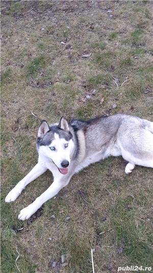   Mascul Husky pentru monta! - imagine 3