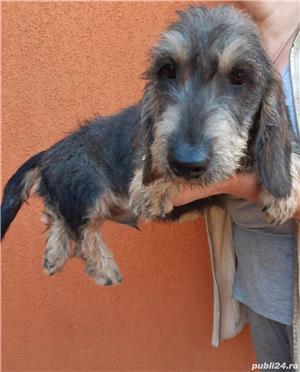 Profita acum teckel tekel techel sârmos  - imagine 6