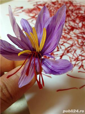 Sofran în pistile Crocus Sativus crescut in BUCOVINA - Categoria I - imagine 6