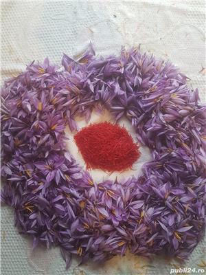 Sofran în pistile Crocus Sativus crescut in BUCOVINA - Categoria I - imagine 5