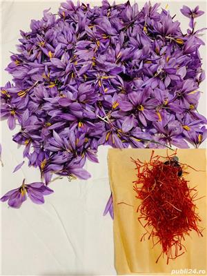 Sofran în pistile Crocus Sativus crescut in BUCOVINA - Categoria I - imagine 7