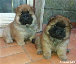 Chow-Chow maro, albi si negri, 2 luni, genetica superioara