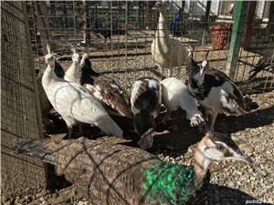 Vând paunii - imagine 4