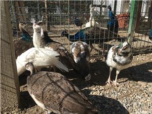 Vând paunii - imagine 3