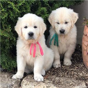 Golden Retriever  - furnizor autorizat - transport autorizat la nivel național  - imagine 3
