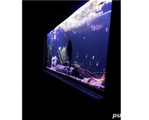 Vand acvariu pesti - imagine 7