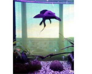 Vand acvariu pesti - imagine 9