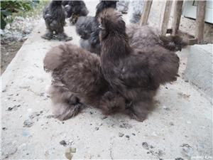 Oua gaini matase japoneza - imagine 4