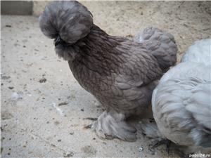 Oua gaini matase japoneza - imagine 3