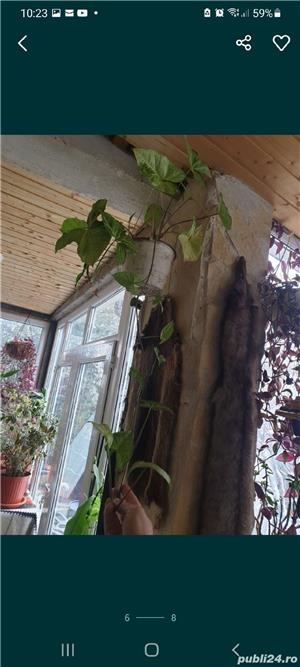 flori deosebite de apartament - imagine 4