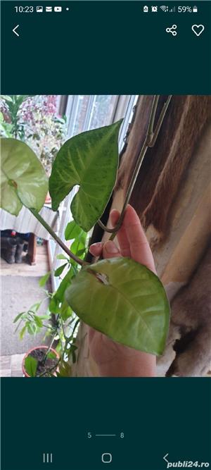 flori deosebite de apartament - imagine 3