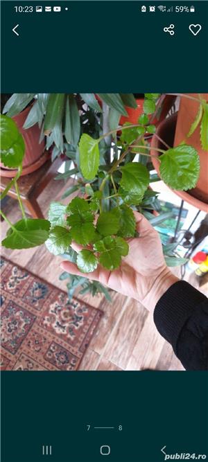 flori deosebite de apartament - imagine 5