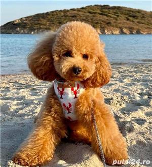 Poodle Pitic Apricot, pentru cunoscători 