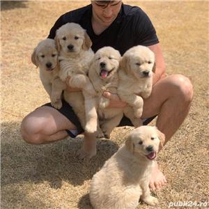 Golden Retriever - genetică pură, rasa potrivita pentru copii - imagine 3