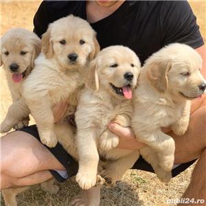 Golden Retriever - genetică pură, rasa potrivita pentru copii - imagine 2