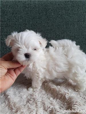 Bichon Maltese Mini - Canisa Autorizata ANSVSA - imagine 4