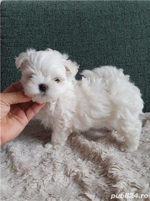 Bichon Maltese Mini - Canisa Autorizata ANSVSA - imagine 1