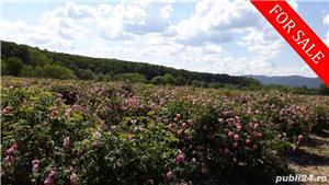 Vand plantatie de trandafiri de damasc