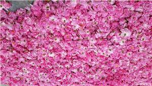 Vand plantatie de trandafiri de damasc - imagine 3