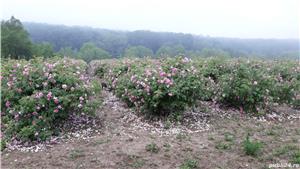 Vand plantatie de trandafiri de damasc - imagine 2